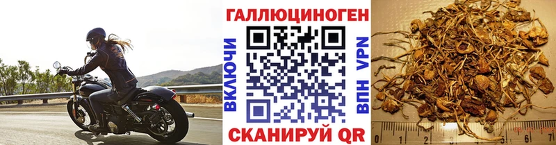 Галлюциногенные грибы Psilocybe  блэк спрут ТОР  Рязань 